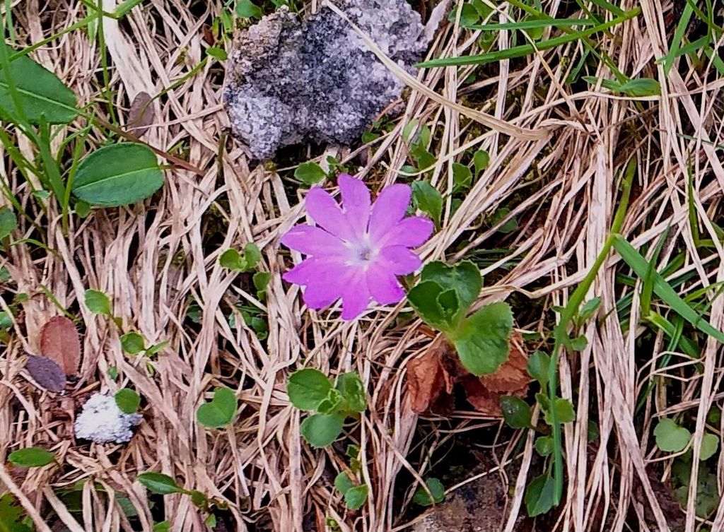 Primula tyrolensis